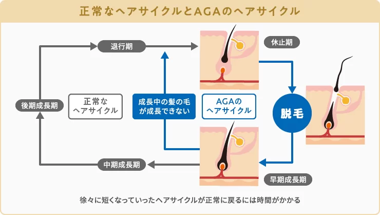 効果が出るまでの期間に関する画像
