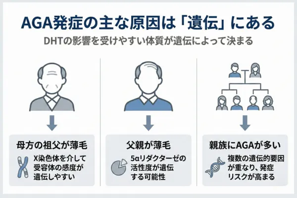 AGAçºçã®äž»ãªåå ã¯ãéºäŒãã«ãã