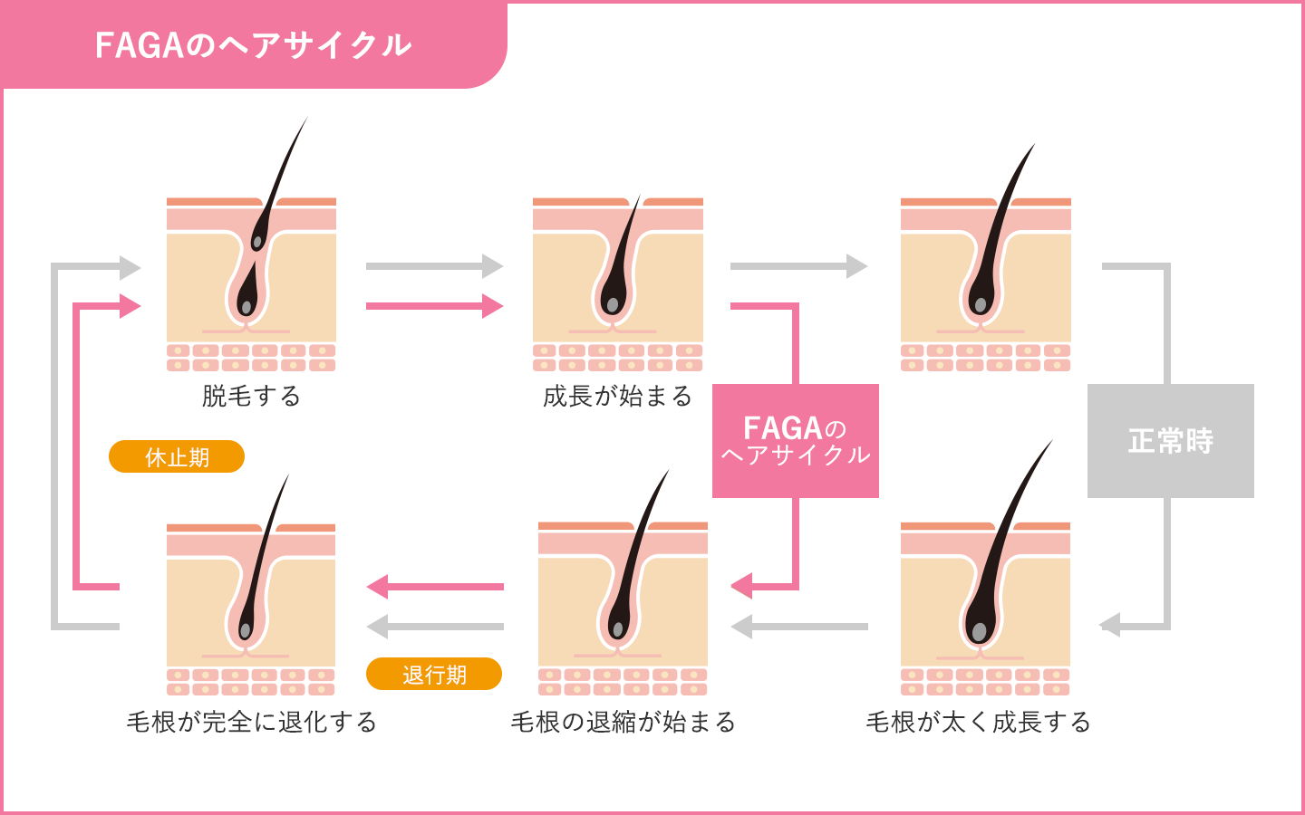 fagaのヘアサイクルが分かる画像