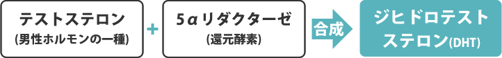 テストステロン＋5αリダクターゼ　合成　ジヒドロテストステロン